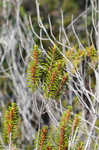 Beach rosemary